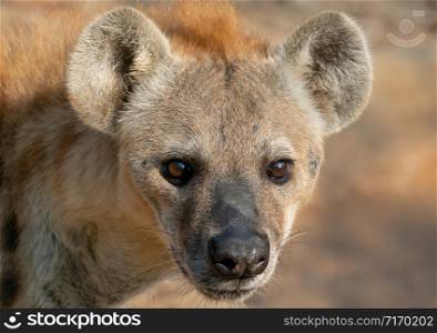 spotted hyena or laughing hyena head close up