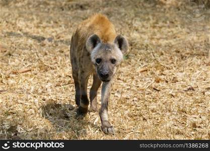 spotted hyena or laughing hyena walking on grass