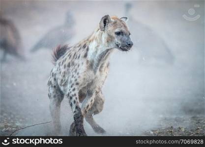 Spotted hyena running in the dust
