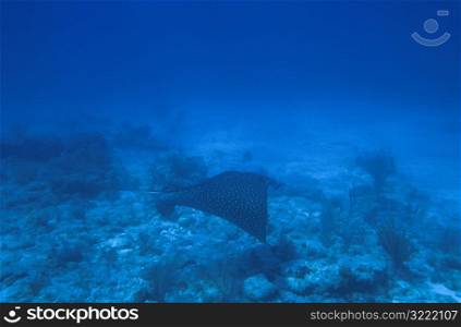 Spotted Manta Ray Underwater