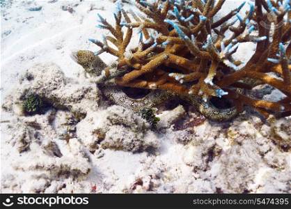 Spotted moray eel fish hiding in coral reef