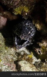 Spotted Moray Eel (Gymnothorax Moringa)