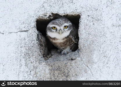 Spotted owlet, Athene brama, Blackbuck National Park, Velavadar, Gujarat, India