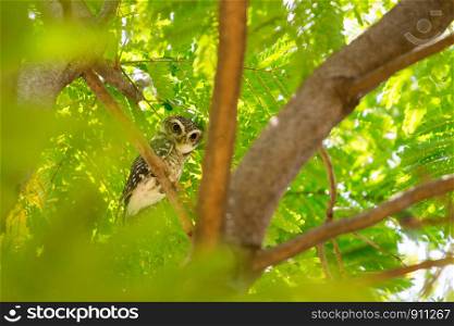 Spotted Owlet (Athene brama) perching on a branch and looking at the camera.