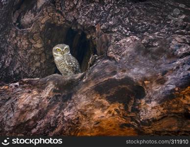 Spotted owlet, Athene brama, Tadoba, Maharashtra, India.. Spotted owlet, Athene brama, Tadoba, Maharashtra, India