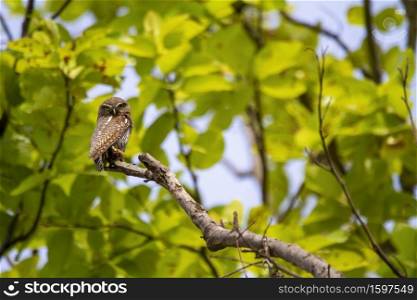 Spotted owlet on tree branch, Athene brama, Kanha Tiger Reserve, Madhya Pradesh, India