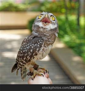 spotted owlet or athene brama bird on a hand