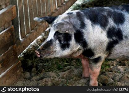 spotted pig