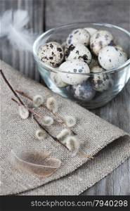 Spotted quail eggs in a glass bowl, rough napkin and fluffy willow twigs on the background of the old wooden boards