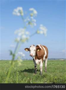 spotted red and white cow in meadow with spring flowers under blue sky in holland