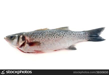 Spotted seabass in front of white background