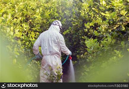 Spray pesticides, pesticide on fruit lemon in growing agricultural plantation, spain. Man spraying or fumigating pesti, pest control. Weed insecticide fumigation. Organic ecological agriculture. Spray pesticides, pesticide on fruit lemon in growing agricultural plantation, spain. Man spraying or fumigating pesti, pest control. Weed insecticide fumigation. Organic ecological agriculture.