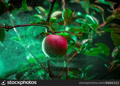 Spraying the red apple spray on the apple tree.. Spraying red apple spray on the apple tree.