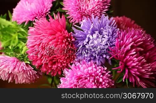 spraying water beautiful colorful chrysanthemum with drops