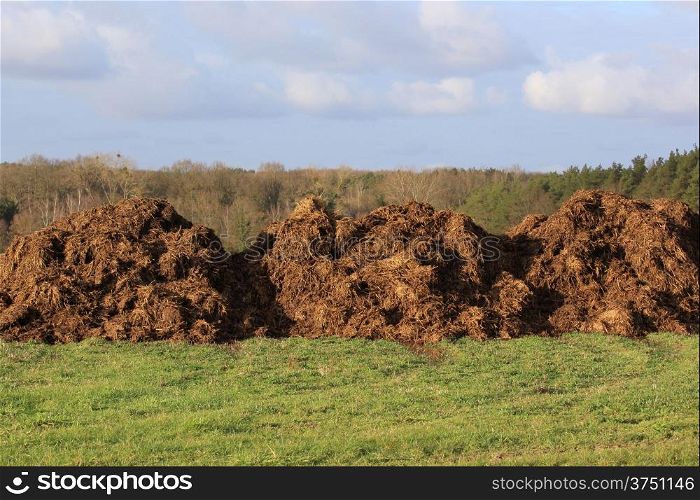 spreading a bunch of farm manure for organic agriculture