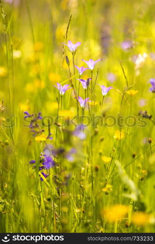 spreading bellflower in a meadow in spring in Germany