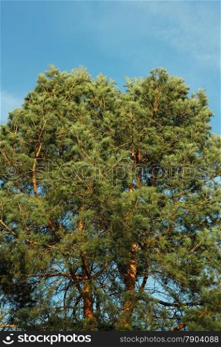 Spreading crown of old pine tree against the blue sky