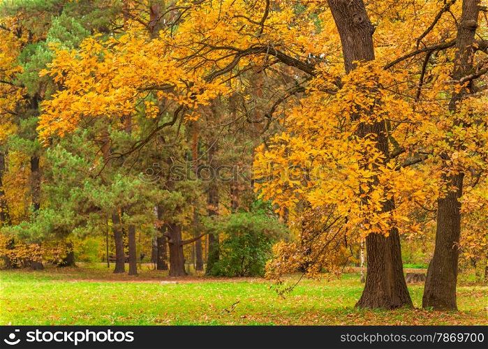 spreading oak tree with yellow leaves in autumn park