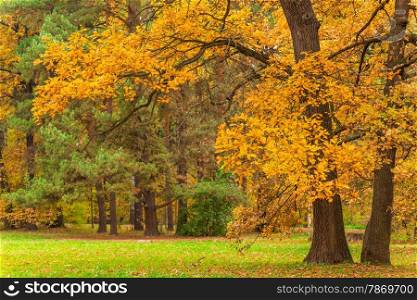 spreading oak tree with yellow leaves in autumn park