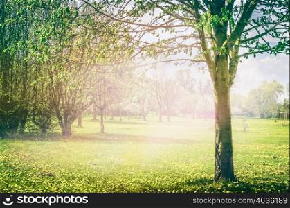 Sprig nature background in park or garden with blooming fruit trees