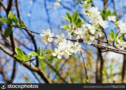sprig of blossoming cherry in sunny spring day