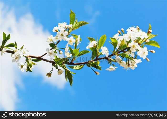 sprig of blossoming cherry on blue sky background