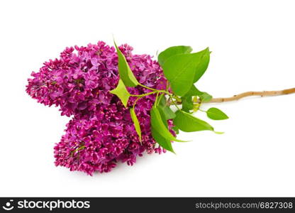 Sprig of blossoming lilac isolated on white background