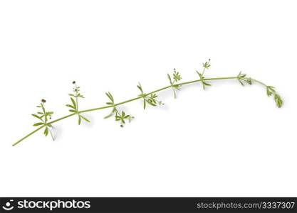 Sprig of Cleavers on white background