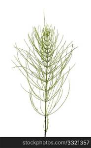 Sprig of field horsetail on white background