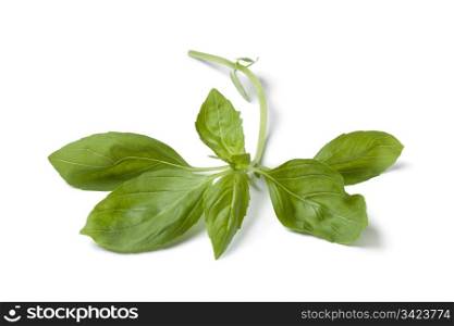Sprig of fresh green basil on white background