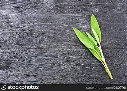 Sprig of fresh green sage on black wooden board background