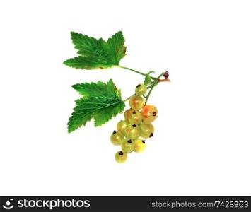 Sprig of immature red currant isolated