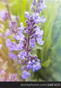 Sprig of lavender. Macro flowers. Stock photography.. Sprig of lavender. Macro flowers. Stock photo.