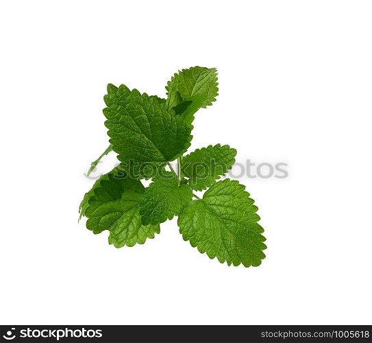 sprig of mint with green leaves isolated on a white background, close up