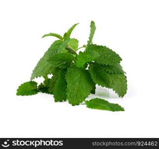 sprig of mint with green leaves on a white background, close up