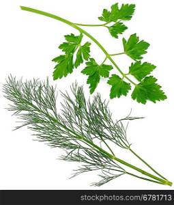 Sprig of parsley and dill isolated on a white background