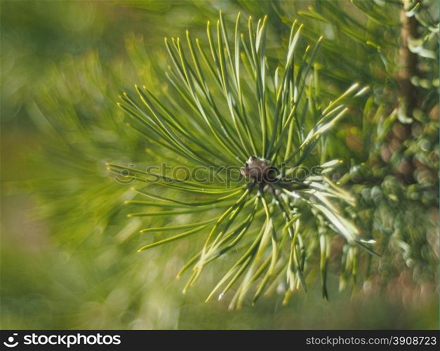 sprig of pine in the forest