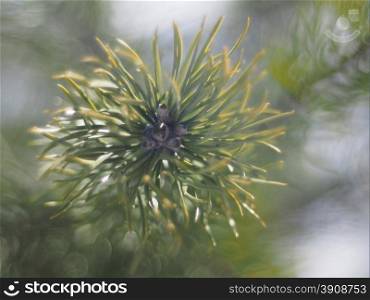 sprig of pine in the forest