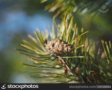 sprig of pine in the forest