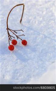 Sprig of red cranberries in the snow, background.