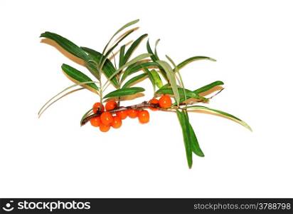 Sprig of sea buckthorn berries on a white background