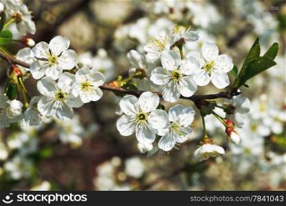 sprig of white cherry blossoms in spring garden
