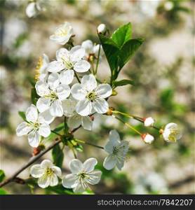 sprig of white flowering cherry in spring garden