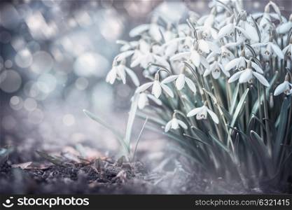 Sprig snowdrops flowers at outdoor nature background with bokeh in garden, park or forest, front view. Springtime concept
