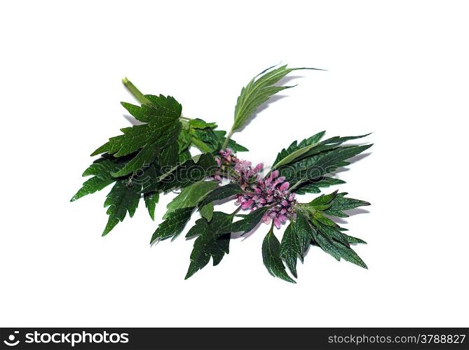 Sprig with flowers motherwort isolated