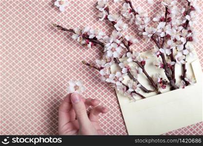 sprigs of blossoming apricot in an envelope and female hands. floral background. spring and easter
