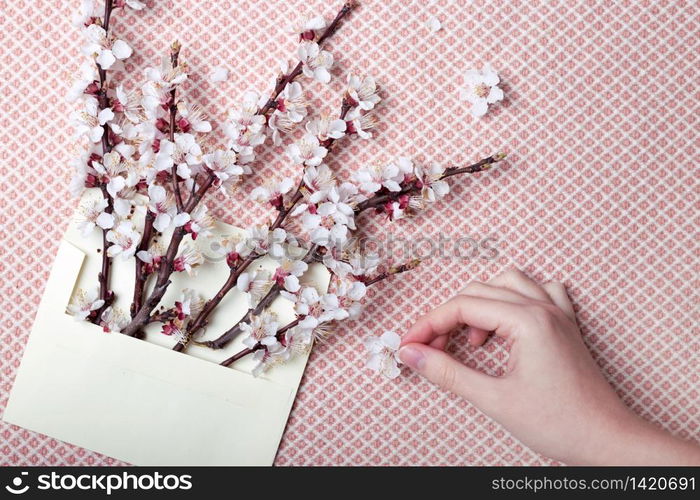 sprigs of blossoming apricot in an envelope and female hands. floral background. spring and easter