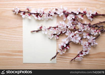 sprigs of blossoming apricot on a wooden background. floral background. spring and easter