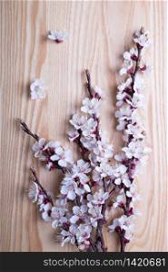 sprigs of blossoming apricot on a wooden background. floral background. spring and easter