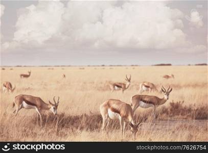 sprinboks in african prairie, Namibia